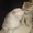 Серебристо шиншиловый кот ждет прямоухих,вислоухих невест на свидания. - <ro>Изображение</ro><ru>Изображение</ru> #2, <ru>Объявление</ru> #1715571