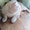 Серебристо шиншиловый кот ждет прямоухих,вислоухих невест на свидания. - <ro>Изображение</ro><ru>Изображение</ru> #3, <ru>Объявление</ru> #1715571
