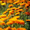 цветки календулы сухие #1722484