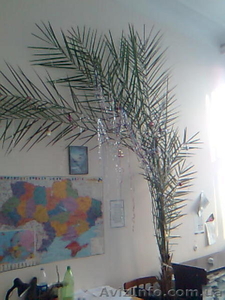 Продам 20 летнюю финиковую пальму. - <ro>Изображение</ro><ru>Изображение</ru> #1, <ru>Объявление</ru> #6207