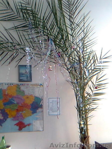 Продам 20 летнюю финиковую пальму. - <ro>Изображение</ro><ru>Изображение</ru> #3, <ru>Объявление</ru> #6207