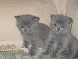 Плюшевые котята (scottish straight & scottish fold) - <ro>Изображение</ro><ru>Изображение</ru> #1, <ru>Объявление</ru> #18208