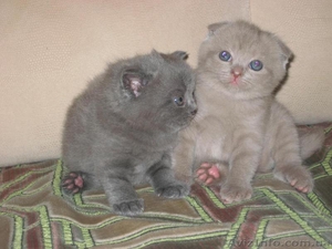 Плюшевые котята (scottish straight & scottish fold) - <ro>Изображение</ro><ru>Изображение</ru> #2, <ru>Объявление</ru> #18208