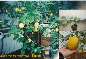 Комнатные лимоны - <ro>Изображение</ro><ru>Изображение</ru> #1, <ru>Объявление</ru> #31625
