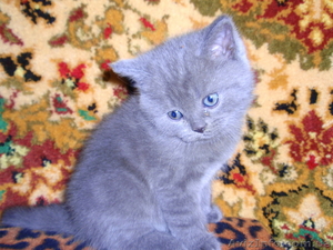 продам котенка скотиш-страйта - <ro>Изображение</ro><ru>Изображение</ru> #2, <ru>Объявление</ru> #28749
