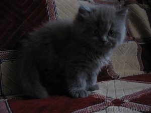 Персидские котята - <ro>Изображение</ro><ru>Изображение</ru> #4, <ru>Объявление</ru> #42037