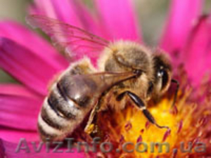 натуральная продукция Тенториум- продукция пчеловодства - <ro>Изображение</ro><ru>Изображение</ru> #1, <ru>Объявление</ru> #51074