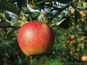 Продам летнее яблоко урожая 2010года - <ro>Изображение</ro><ru>Изображение</ru> #1, <ru>Объявление</ru> #56715