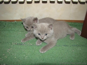 Продам чистокровных британских котят! - <ro>Изображение</ro><ru>Изображение</ru> #2, <ru>Объявление</ru> #58767
