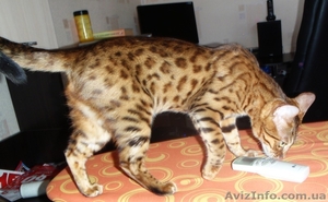 Бенгальские котята - частичка джунглей у вас дома! - <ro>Изображение</ro><ru>Изображение</ru> #1, <ru>Объявление</ru> #60148