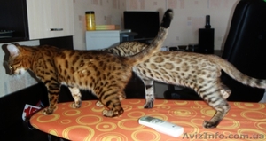 Бенгальские котята - частичка джунглей у вас дома! - <ro>Изображение</ro><ru>Изображение</ru> #2, <ru>Объявление</ru> #60148