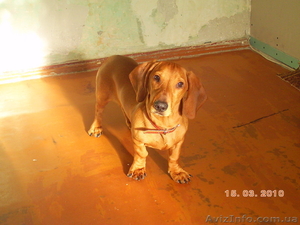 Продам подрощенного щенка таксы - <ro>Изображение</ro><ru>Изображение</ru> #1, <ru>Объявление</ru> #59030