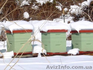 Продам пчелиные улья  - <ro>Изображение</ro><ru>Изображение</ru> #1, <ru>Объявление</ru> #55928