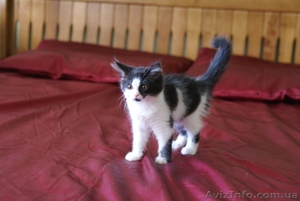 Шотландских очаровательных котят - <ro>Изображение</ro><ru>Изображение</ru> #2, <ru>Объявление</ru> #55849