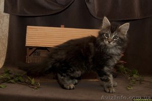 Котята  Мейн кун (Maine coon)  из чешского питомника - <ro>Изображение</ro><ru>Изображение</ru> #4, <ru>Объявление</ru> #62517