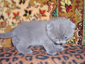 продаю шотландских котяточек - <ro>Изображение</ro><ru>Изображение</ru> #3, <ru>Объявление</ru> #81294