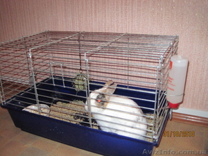 Продам декоративного кролика - <ro>Изображение</ro><ru>Изображение</ru> #1, <ru>Объявление</ru> #105011