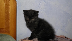 Продам смешанного британского котеночка - <ro>Изображение</ro><ru>Изображение</ru> #2, <ru>Объявление</ru> #121490