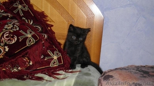 Продам смешанного британского котеночка - <ro>Изображение</ro><ru>Изображение</ru> #3, <ru>Объявление</ru> #121490