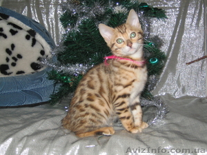 Бенальские котята (лучший подарок к Новому году)........ - <ro>Изображение</ro><ru>Изображение</ru> #1, <ru>Объявление</ru> #129281