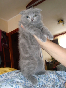 Продам котенка британца,вислоухий. - <ro>Изображение</ro><ru>Изображение</ru> #2, <ru>Объявление</ru> #145788