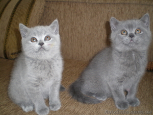 Британские голубые котята - <ro>Изображение</ro><ru>Изображение</ru> #1, <ru>Объявление</ru> #181263