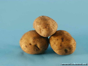 Продам семена картофеля Санте - <ro>Изображение</ro><ru>Изображение</ru> #1, <ru>Объявление</ru> #207631