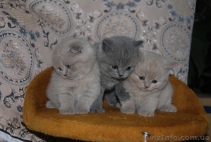Котята британцы, очень красивые - <ro>Изображение</ro><ru>Изображение</ru> #3, <ru>Объявление</ru> #230583