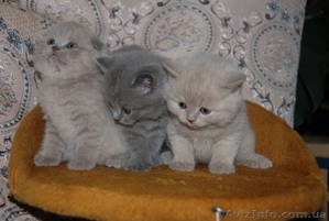 Котята британцы, очень красивые - <ro>Изображение</ro><ru>Изображение</ru> #4, <ru>Объявление</ru> #230583