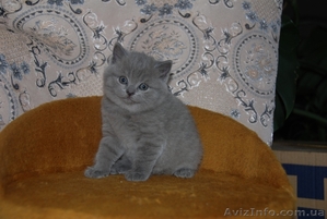 Котята британцы, очень красивые - <ro>Изображение</ro><ru>Изображение</ru> #5, <ru>Объявление</ru> #230583