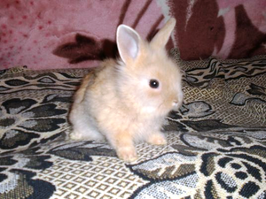 Продам карликовых кроликов #254471