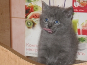 Продам самых красивых британских котят - <ro>Изображение</ro><ru>Изображение</ru> #1, <ru>Объявление</ru> #278459