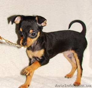 Девочка русского тоя