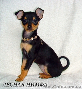 Той-терьер. Девочка. Документы КСУ