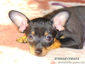 Очаровательная девочка русского тоя. КСУ