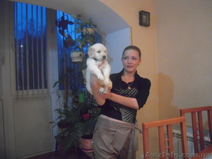 лабродорчики -ретриверы