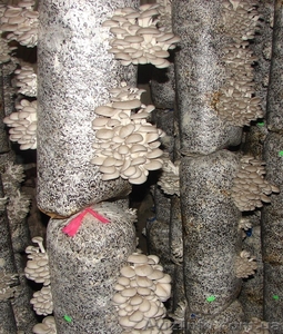 вешанка-мицелий.грибные блоки. свежие грибы - <ro>Изображение</ro><ru>Изображение</ru> #1, <ru>Объявление</ru> #166445