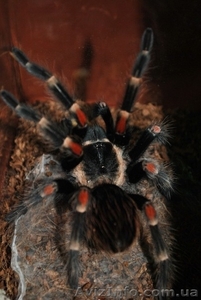 Продажа пауков-птицеедов по низким ценам - <ro>Изображение</ro><ru>Изображение</ru> #1, <ru>Объявление</ru> #300884