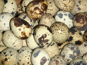 инкубационные яйца перепелов - <ro>Изображение</ro><ru>Изображение</ru> #2, <ru>Объявление</ru> #307213