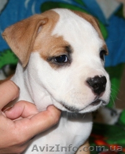 Девочка щенок Ам. Стафф Терьера