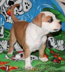 Элитные щенки Стаффоршидского Терьера