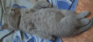 Продаются котята британцы 1,5 месяца - <ro>Изображение</ro><ru>Изображение</ru> #7, <ru>Объявление</ru> #313949