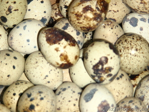 Яйца перепелиные - <ro>Изображение</ro><ru>Изображение</ru> #1, <ru>Объявление</ru> #310461