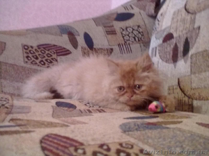 Продается персидский котенок (девочка)  - <ro>Изображение</ro><ru>Изображение</ru> #1, <ru>Объявление</ru> #352238
