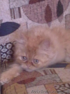 Продается персидский котенок (девочка)  - <ro>Изображение</ro><ru>Изображение</ru> #2, <ru>Объявление</ru> #352238