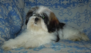 Ши-тцу - продаётся щенок сука.