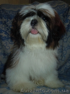 Ши-тцу - продаётся щенок кобель.
