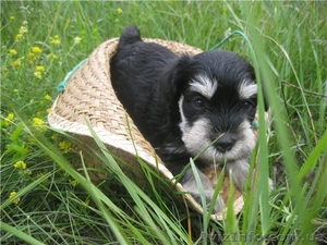 щенки цвергшнауцера, самая маленькая служебная собака - <ro>Изображение</ro><ru>Изображение</ru> #1, <ru>Объявление</ru> #361767