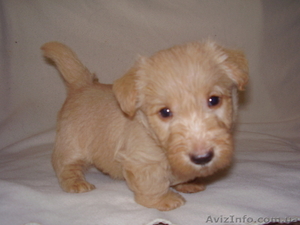 Пpoдaются щенки скoтч-теpьеpa