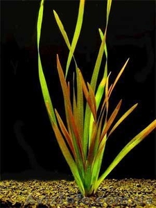Продам (розница) аквариумные растения  - <ro>Изображение</ro><ru>Изображение</ru> #1, <ru>Объявление</ru> #420718